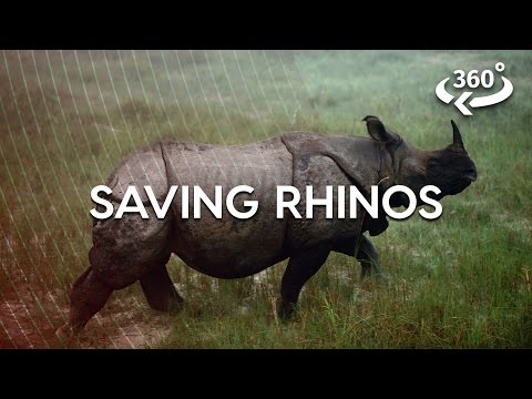 Relocating A 3-ton Rhino In Nepal (360 Video)