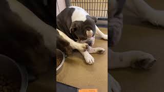 Adorable Bulldog At Shelter Realizes They're Being Adopted!