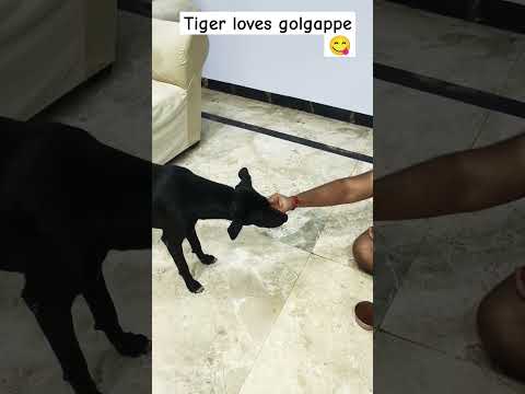 My dog loves golgappe 😋|#mydog#doglovers #doglovers #shortvideo