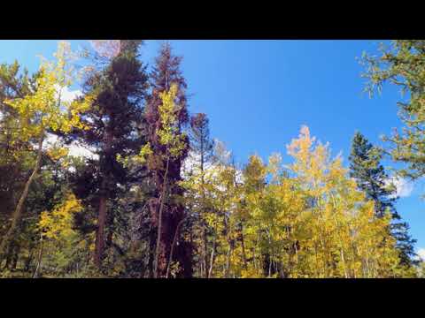 Walking Through Autumn Forest (No Sound) — 4K UHD Nature Walk Kenosha Pass, Colorado