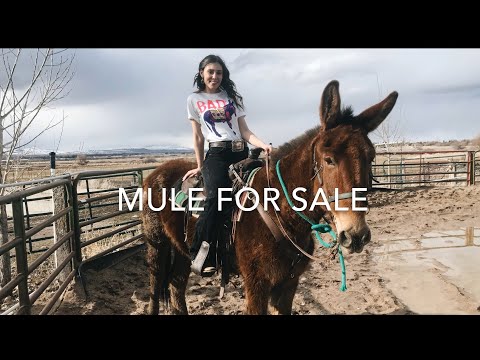 Annie the Mule (sold)