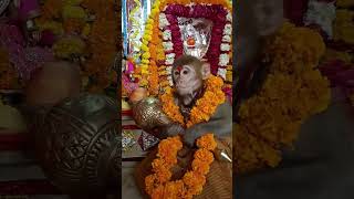 Bajrangbali video bhakti bhajan kirtan Bhagavan jibeautiful Krishna #balaji #shreebalaji