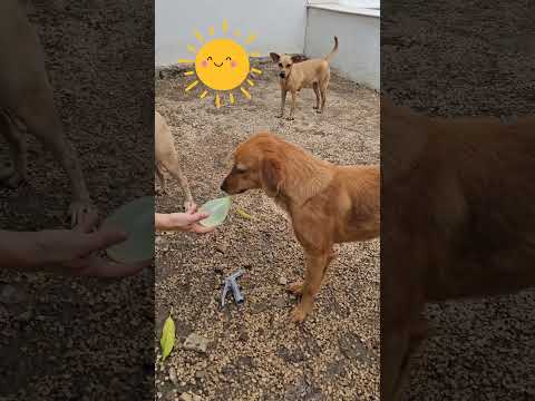 Carter es tan tierno y hermoso  🥹Decidió guardar sus globitos así como hacía con su comida cuando v