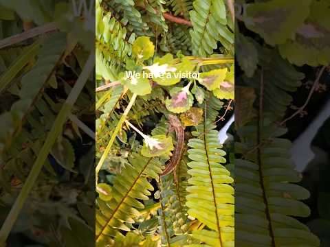 Chameleon just chilling on my plants