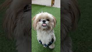 Daily Hygiene for Shih Tzu Dog | Dog Daily Cleaning Routine #shorts