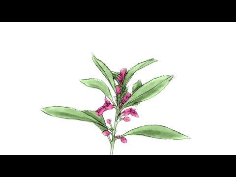 【Kazehiki ENG】Impatiens Balsamina【UTAU Cover】