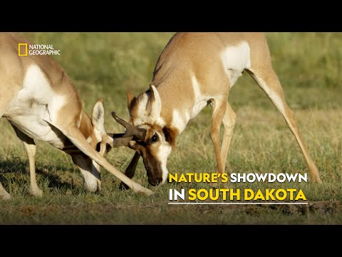 Wild West Wildlife | Americas Wild Frontier | हिंदी | Full Episode | S1 - E2 | Nat Geo Wild