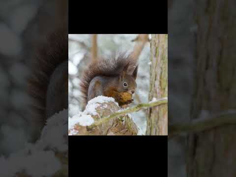 Cute red squirrel eating walnut❤️