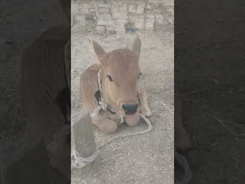 cow baby ❤️#cow #baby #shorts