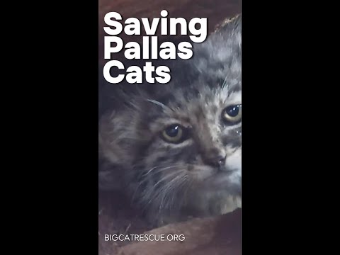 Saving Pallas Cats