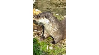 Eurasian Otter (Lutra lutra) #eurasianotter #otter #shorts