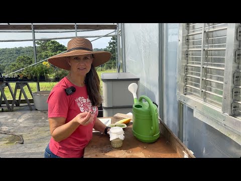 Saving our FAVORITE Cucumber Seeds for NEXT YEAR!