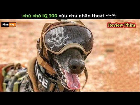 chú chó IQ 300 cứu chủ nhân thoát ch.ét - Review phim Arthur The King