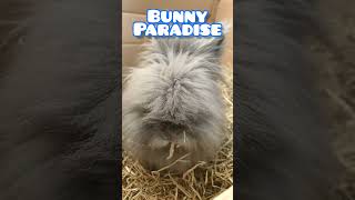 Bunny Paradise #shorts #bunny #rabbit #youtubeshorts #trending #cute #short #viral #video