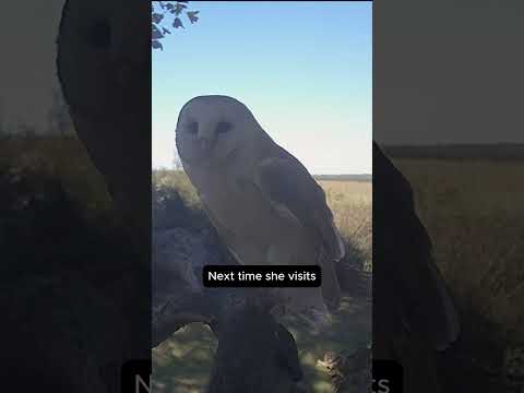 Barn owl mum steals from her own chicks 😲