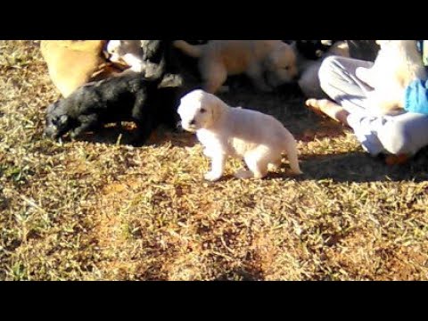 Live From The Meadow Puppies!