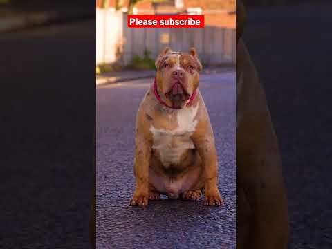 pitbull dog video #shorts #viralshort #shortfeed #short