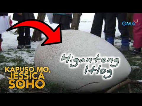 Kaninong Giant Egg ito??? Alamin! •  Kapuso Mo, Jessica Soho • June 09, 2024 Full Episode parody