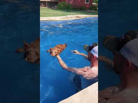 My Paralyzed Chihuahua Learns To Swim Again!