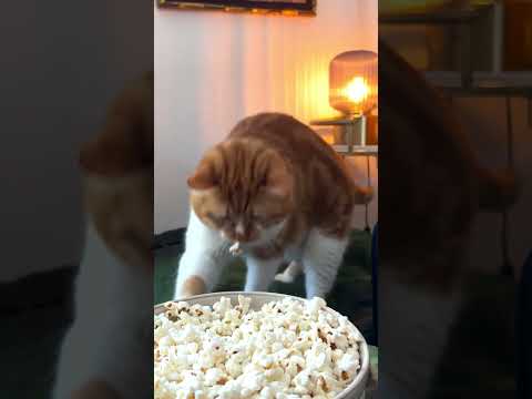 Mori stealing popcorn 🍿 #gingercat #cuteanimal #cats #cute #gingercatclub #cutecat #cutepet 🐈