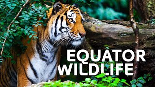 The Incredible Wildlife Living At Our Equator | Equator Specials