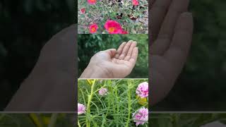 Captain of Rain and beautiful flowers #beautiful #naturecaptures #rain