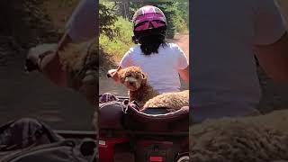 Relaxing ride! #shorts  #utahlife #furbabies #4wheeler