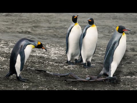 Hilarious! King Penguin Gets Seaweed Stuck to Foot | Discover Wildlife | Robert E Fuller