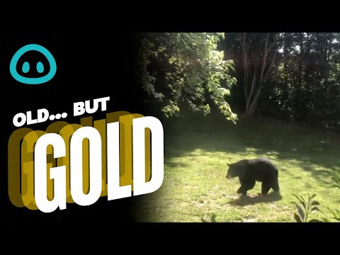 Black Bear vs Grizzly Bear || ViralHog