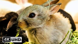 Bunny Paradise: Relaxing Piano Music and Cute Bunny Videos | 4K Video (3H)