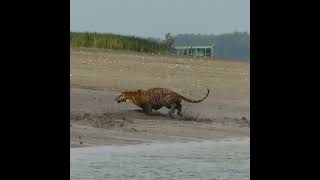 A #sundarban #tiger sprinting through an open mudflat after #swimming across a narrow canal.