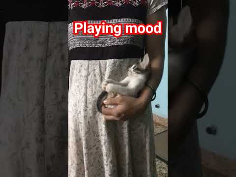 #viral #catshorts #catsplaying #kidsvideo #animallover #catlover #catvideos #catvideoforkids #funny