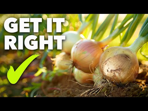 Onion Growing Masterclass: The Ultimate Guide to Perfect Bulbs