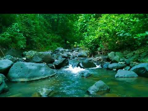 Forest River Stream , Flowing Water , ASMR Water Sound For Anxiety