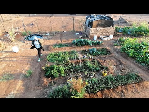 My small village garden tour + harvesting | simple rural life as a South African homesteader