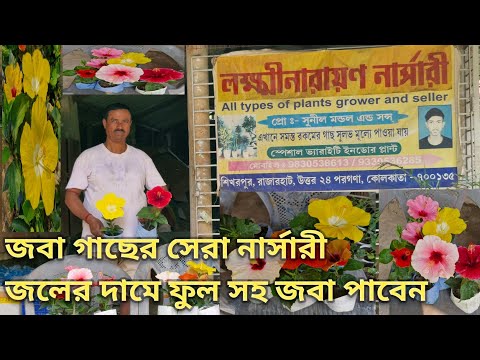 জবা গাছের সেরা নার্সারী|জলের দামে ফুল সহ জবা পাবেন!Best Hibiscus plant Nursery!