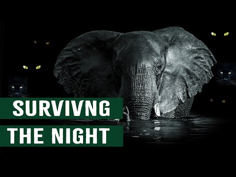 How Elephants Survive The Predators Of The Night