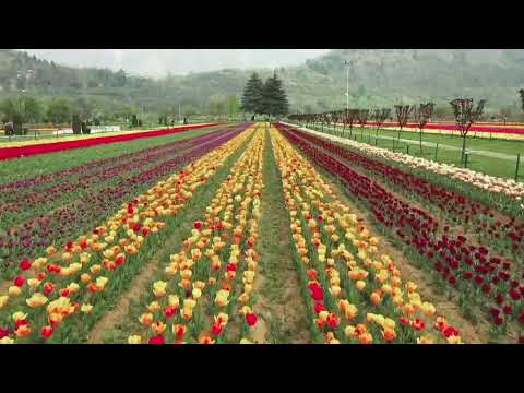 Explore Asia's largest tulip garden | Kashmir