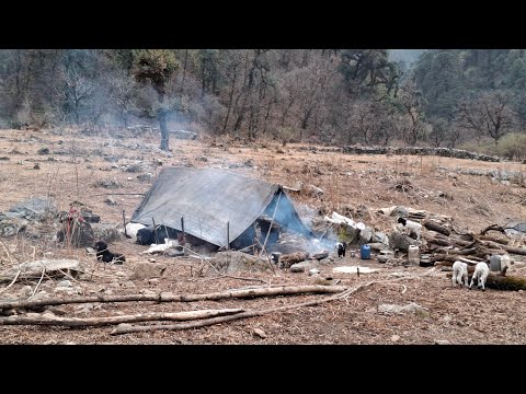 Nepali Nomad Life |Himalayan sheep shepherd Life in winter | Beautiful And Peaceful Nepali Life