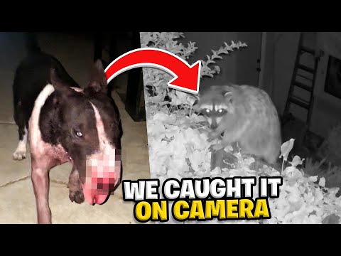 Raccoon attack my dog ! They fought to the death !