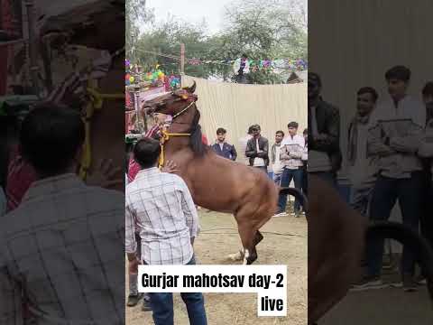 Gurjar mahotsav 2024 Day-2|#gurjarmahotsav #gurjarmahotsav2024 #gujjar #shortvideo