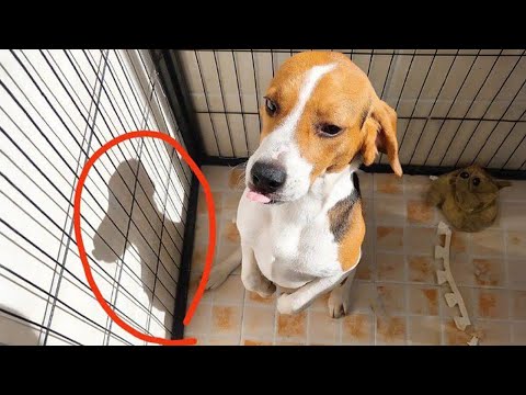 These Dog Could Star in a Comedy Show 🤣🐶 NEW Funny Dog Videos