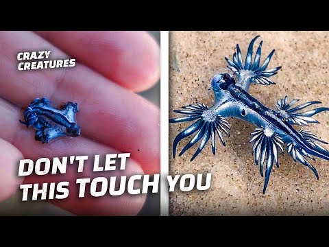 Top Animals That You Shouldn’t Touch