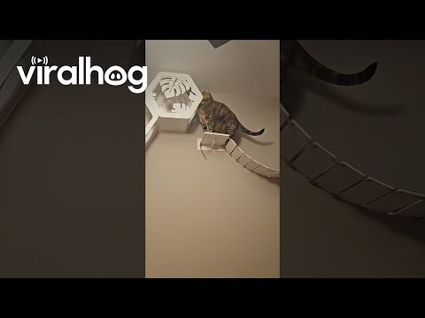 Cat Gets Stuck Playing In Wall-Mounted Furniture || ViralHog