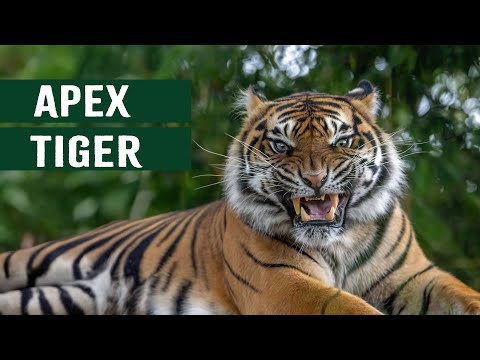 Tigers In For The Kill Vs Humans: The Real Apex Of The Jungle