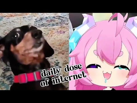 Chibidoki react | Daily dose of internet