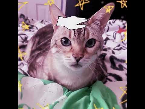 i edited my cat leo to you make me feel like dancing #edit #aftereffects