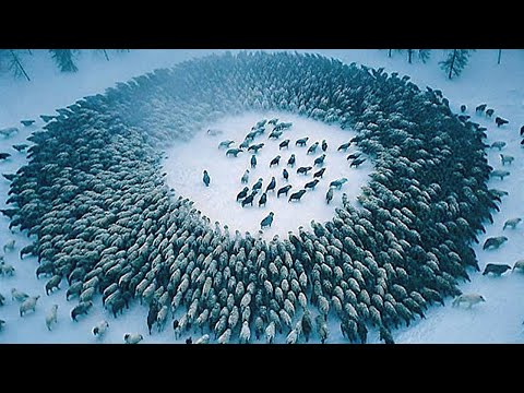 The Biggest Animal Swarms in History