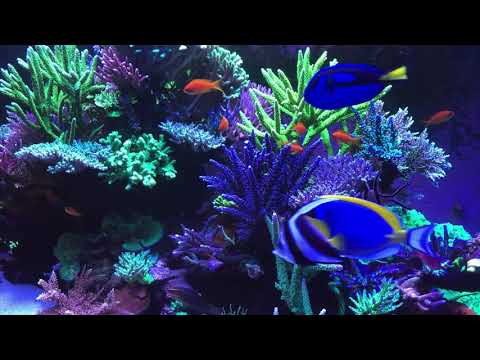 10 Hours of Relaxation, Spa, Study, and Meditation with Our Tropical Aquarium Fish Tank Screensaver!