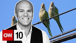 An Invasion Of Parrots | October 9, 2024